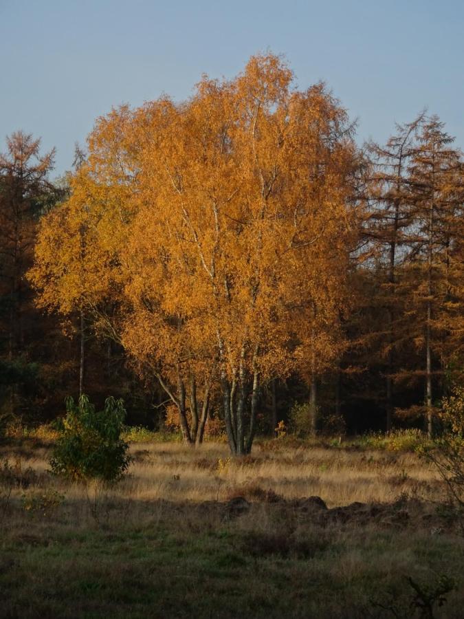 Veluwe Park Reewold Chalet Vision พุทเทิน ภายนอก รูปภาพ