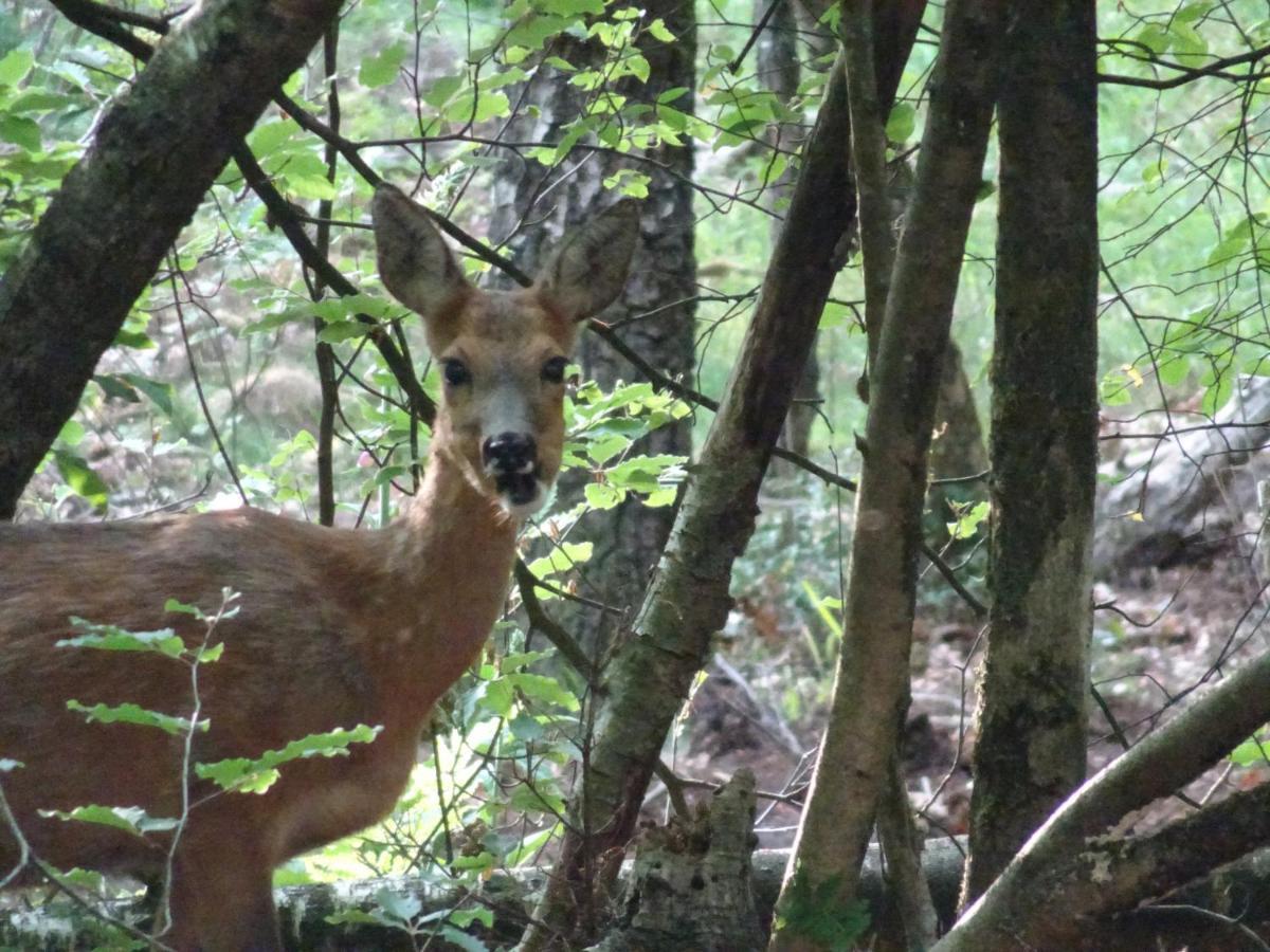 Veluwe Park Reewold Chalet Vision พุทเทิน ภายนอก รูปภาพ
