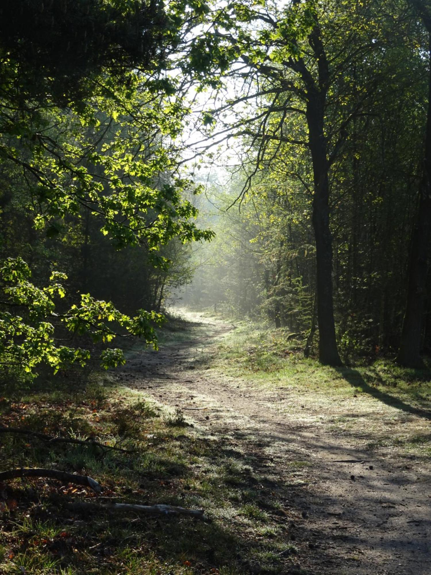Veluwe Park Reewold Chalet Vision พุทเทิน ภายนอก รูปภาพ
