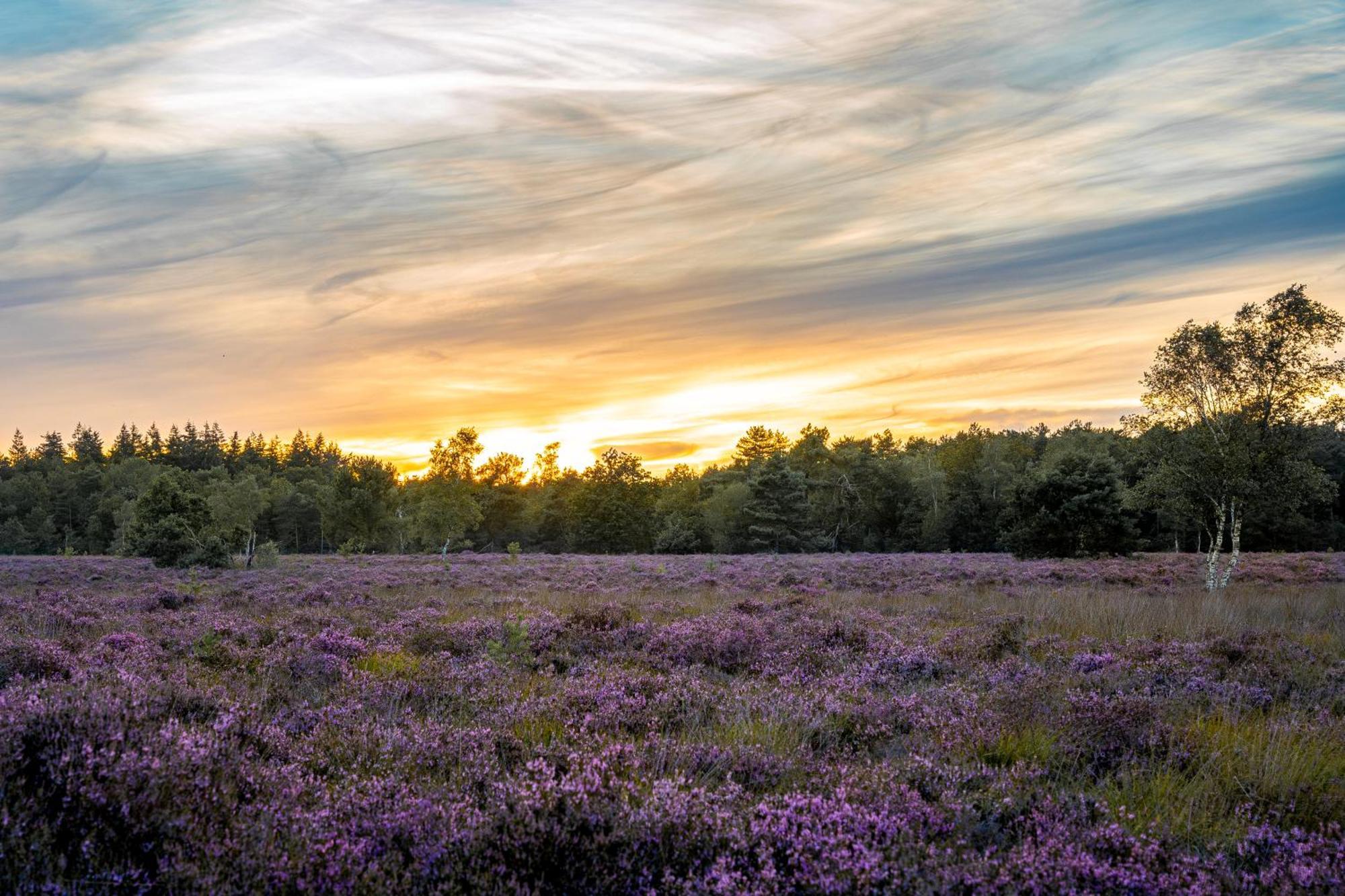Veluwe Park Reewold Chalet Vision พุทเทิน ภายนอก รูปภาพ